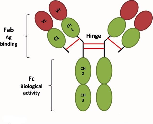 The Role and Development Trends of Antibody Drugs