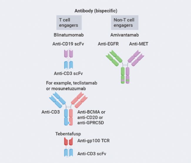 Components of Antibody Drug Conjugates