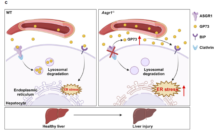 GP73 neutralization improves survival in ASGR1-deficient mice treated with APAP.