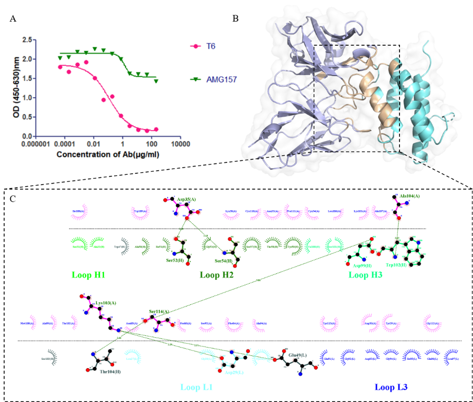 Structure and interaction of the TSLP-T6 complex.