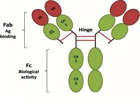 Techniques for the Preparation of Human Monoclonal Antibodies