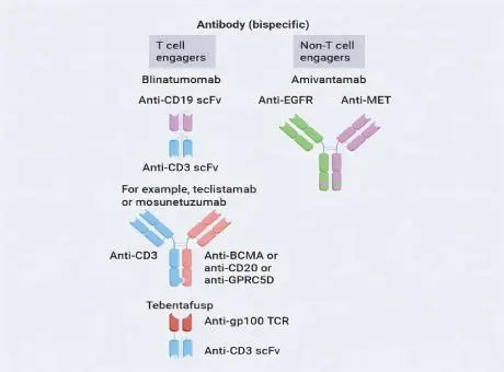 Three Major Forms of Antibody Therapy